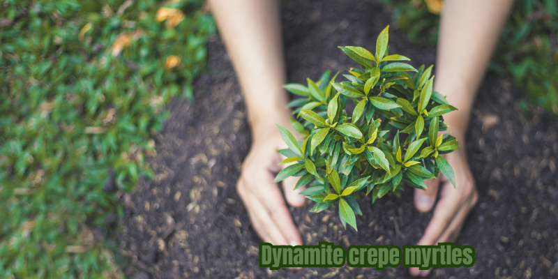 dynamite crepe myrtles​