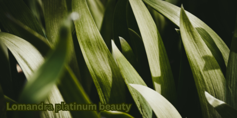 lomandra platinum beauty​